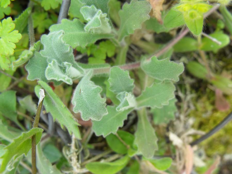 Matthiola (?) rupestre garganica da ID